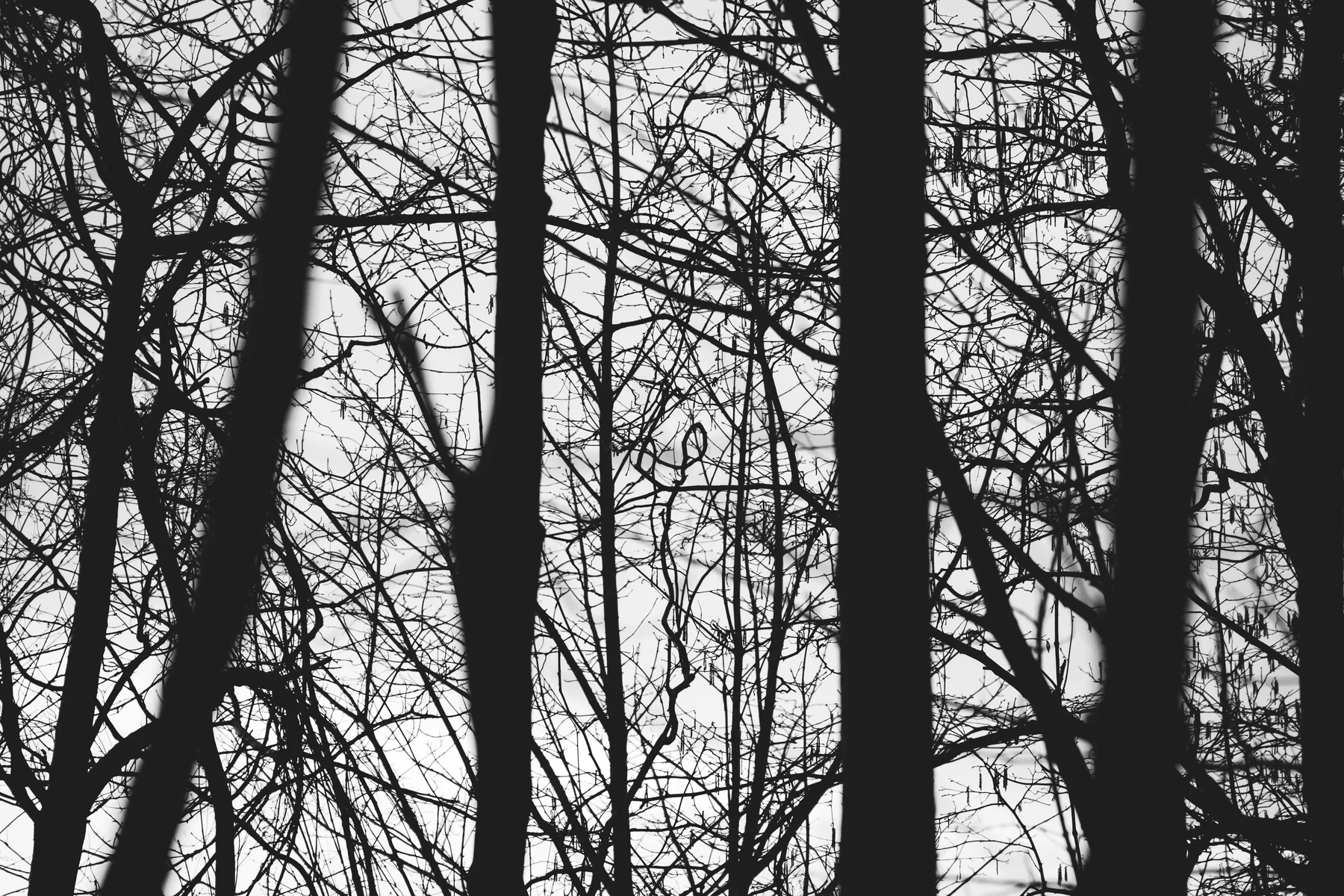 Wald-Silhouetten Schwarzweiß — editorial Natur-Fotografie aus Aachen von Emrach Achmet Oglou