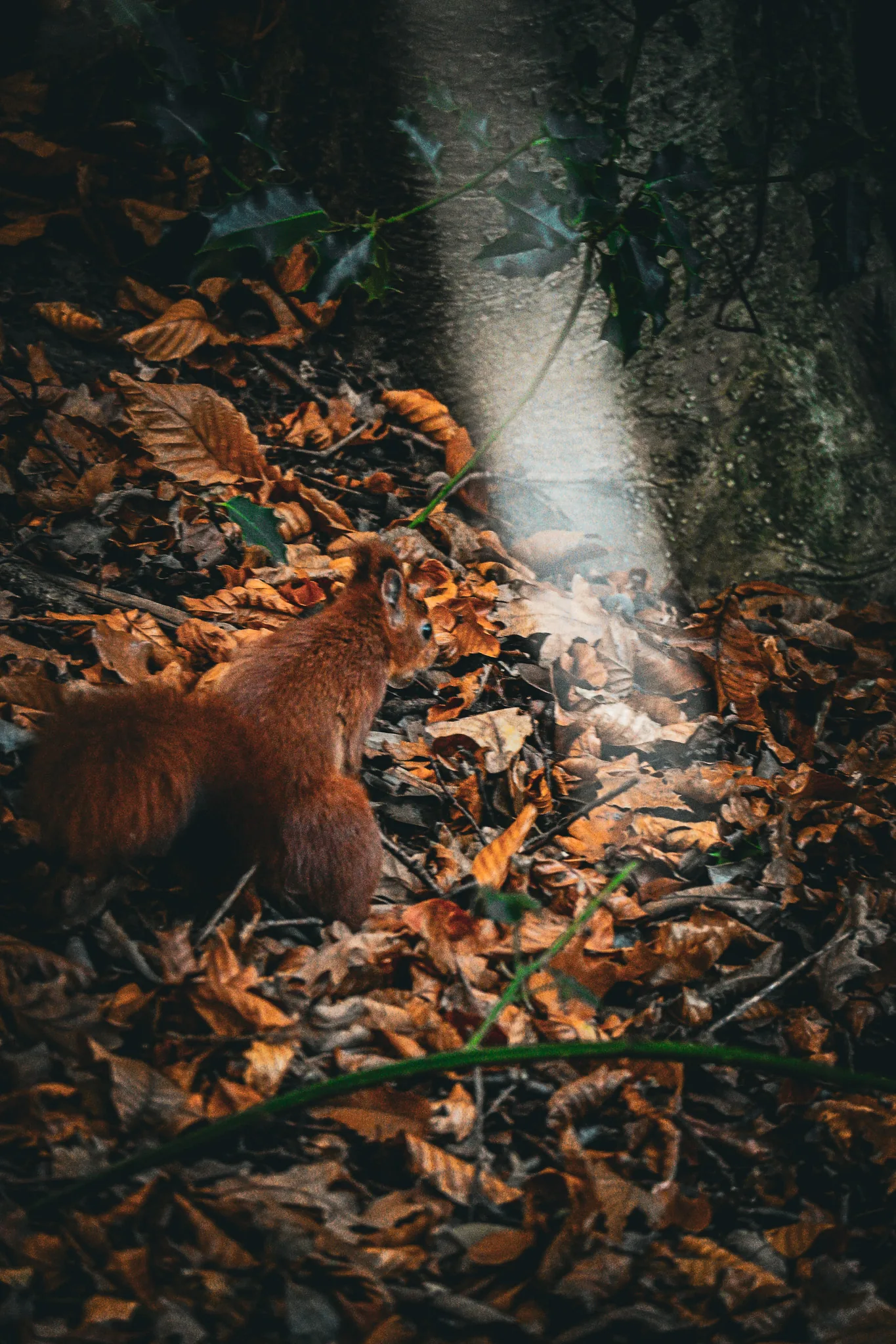 Street-Photography Aachen — Herbstlaub am Boden, dokumentarisch mit Nikon Z50 II, Herbst 2025, von Emrach aus Aachen