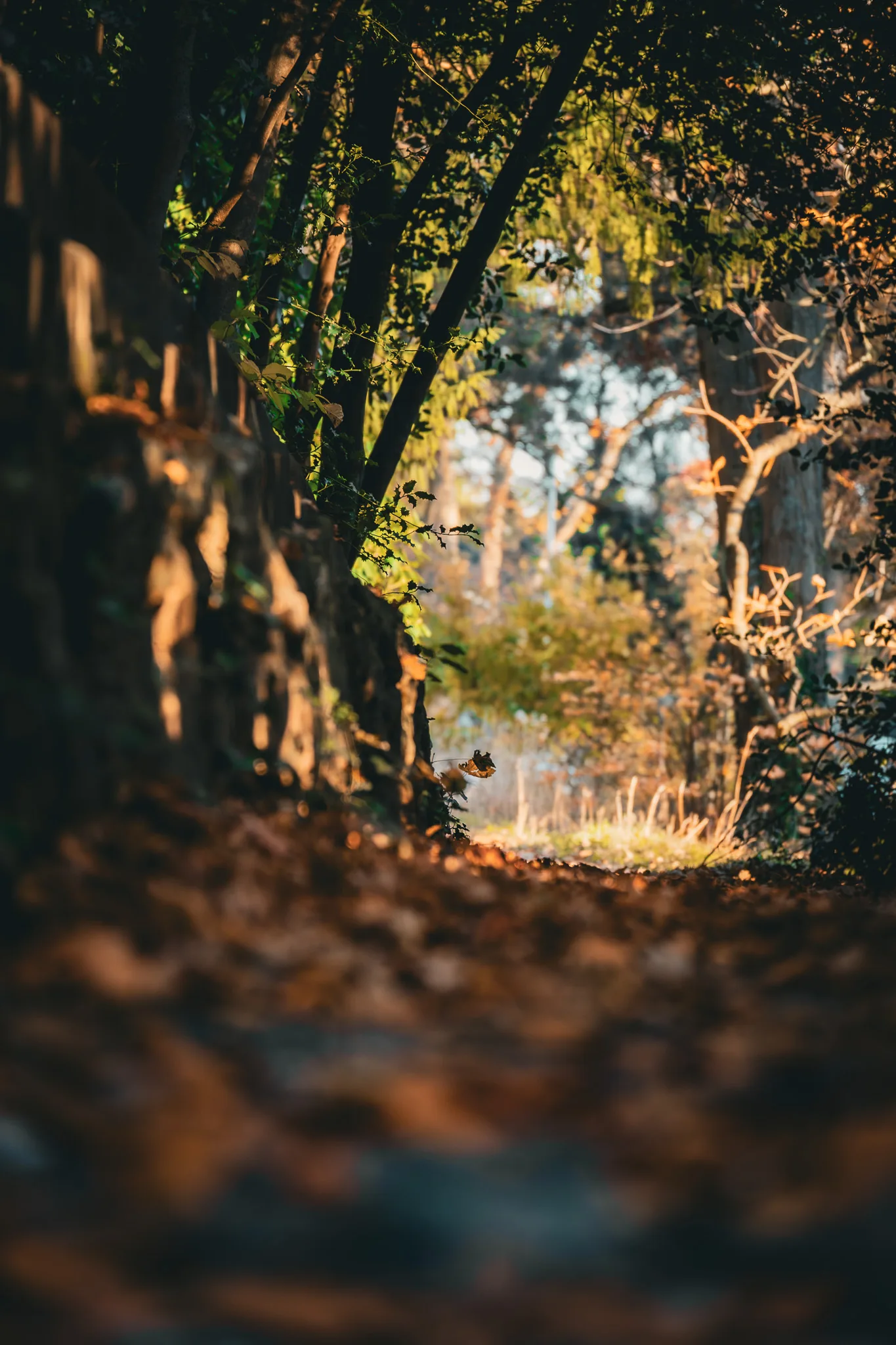 Street-Photography Aachen — Herbstweg im Park mit Laub, dokumentarisch mit Nikon Z50 II, Herbst 2025, von Emrach aus Aachen